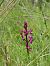 Anacamptis laxiflora  - Ramon Calvet i Falgueras