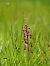 Anacamptis laxiflora  - Ramon Calvet i Falgueras