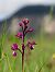 Anacamptis laxiflora  - Ramon Calvet i Falgueras