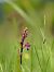 Anacamptis laxiflora  - Ramon Calvet i Falgueras
