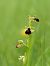 Ophrys passionis © Ramon Calvet i Falgueras