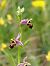 Ophrys scolopax  - Ramon Calvet i Falgueras