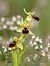 Ophrys araneola © Ramon Calvet i Falgueras