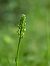Platanthera chlorantha  - Ramon Calvet i Falgueras