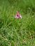 Anacamptis pyramidalis  - Ramon Calvet i Falgueras