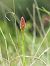 Anacamptis pyramidalis © Ramon Calvet i Falgueras
