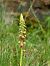 Orchis anthropophora  - Ramon Calvet i Falgueras