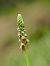 Orchis anthropophora © Ramon Calvet i Falgueras