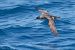 Baldriga mediterrània (Puffinus yelkouan) © Heiner Götz