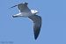 Gavina corsa (Ichthyaetus audouinii) © Heiner Götz