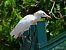 Western Cattle Egret (Ardea ibis) © hidden author