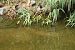 Common Moorhen (Gallinula chloropus) © Alex Gamiz