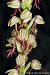 Orchis anthropophora © Miquel Àngel Pérez-de-Gregorio Capella