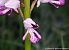 Orchis militaris © Miquel Àngel Pérez-de-Gregorio Capella