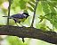 Mallerenga carbonera (Parus major) © Miquel Àngel Pérez-de-Gregorio Capella