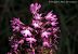 Anacamptis pyramidalis © Miquel Àngel Pérez-de-Gregorio Capella