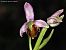 Ophrys apifera f. fulvofusca © Miquel Àngel Pérez-de-Gregorio Capella
