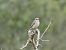 Papamosques gris balear  - Andrew Clarke