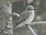 Papamosques gris balear (Muscicapa tyrrhenica balearica) © Andrew Clarke