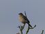 Trobat (Anthus campestris) © Andrew Clarke