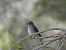 Papamosques gris balear (Muscicapa tyrrhenica balearica) © Andrew Clarke