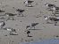 Territ tresdits (Calidris alba) © Andrew Clarke