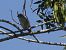 Pardal roquer (Petronia petronia) © Andrew Clarke
