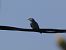 Gaig blau (Coracias garrulus) © Andrew Clarke