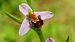 Ophrys apifera  - Pol Sar