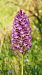 Anacamptis pyramidalis  - Pol Sar