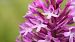 Anacamptis pyramidalis  - Pol Sar