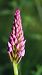 Anacamptis pyramidalis  - Pol Sar
