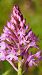 Anacamptis pyramidalis  - Pol Sar