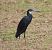 Martinet dels esculls (Egretta gularis) © Albert López Prat