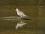 Grey Plover (Pluvialis squatarola) © Miquel Pons