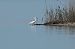 Little Egret (Egretta garzetta) © Raül Miralta Gamisans