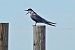 Whiskered Tern (Chlidonias hybrida) © Raül Miralta Gamisans