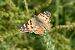 Painted Lady (Vanessa cardui) © Raül Miralta Gamisans