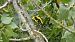 Eurasian Golden Oriole (Oriolus oriolus) © Isa Besolí Aregall