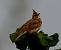 Crested Lark - Josep Maria Solé Molins