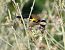 European Goldfinch - Josep Maria Solé Molins