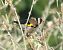 European Goldfinch - Josep Maria Solé Molins