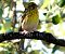 European Serin - Josep Maria Solé Molins