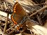 Moreneta meridional (Aricia cramera) © Josep Maria Solé Molins