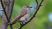Papamosques gris (Muscicapa striata) © Paco Torres