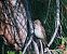 Papamosques gris (Muscicapa striata) © Miguel Jodas Gomis
