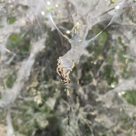 Malacosoma neustria  - Andreu Canut i Font