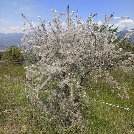 Malacosoma neustria  - Andreu Canut i Font