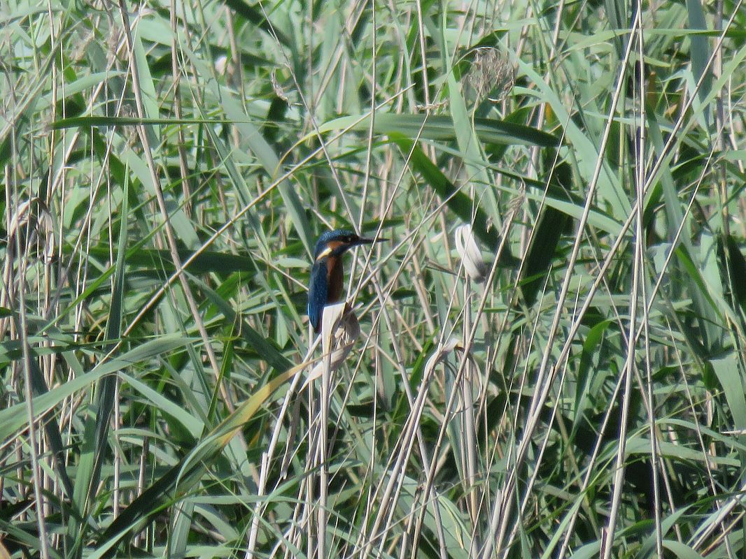 Blauet  - Èric Capdevila Mezcua