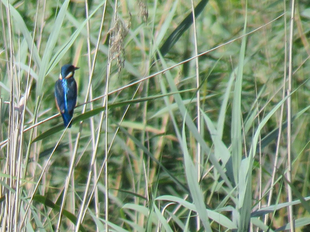 Blauet  - Èric Capdevila Mezcua